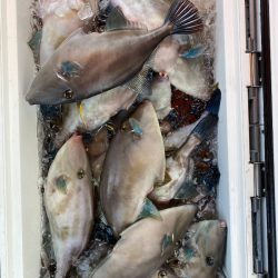 海龍丸(石川) 釣果