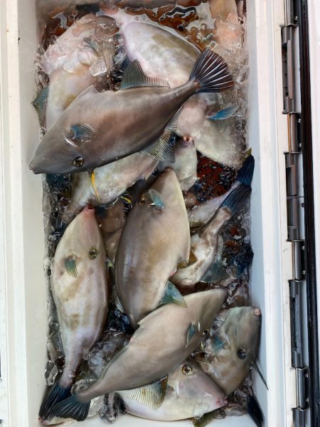 海龍丸(石川) 釣果