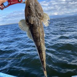 アマテラス 釣果