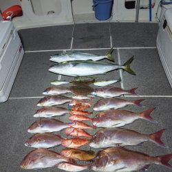 ARCADIAⅡ (アルカディアⅡ) 釣果