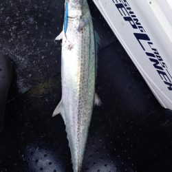 第二龍勢丸 釣果