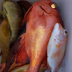 第二龍勢丸 釣果