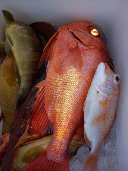 第二龍勢丸 釣果