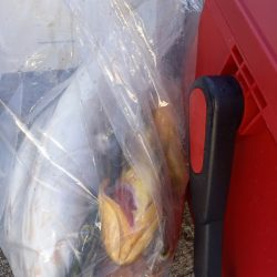 第二龍勢丸 釣果