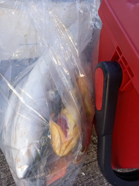 第二龍勢丸 釣果