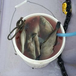 海龍丸(石川) 釣果