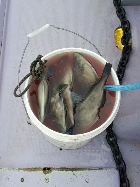 海龍丸(石川) 釣果