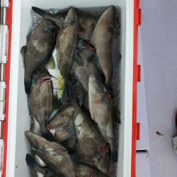 海龍丸(石川) 釣果