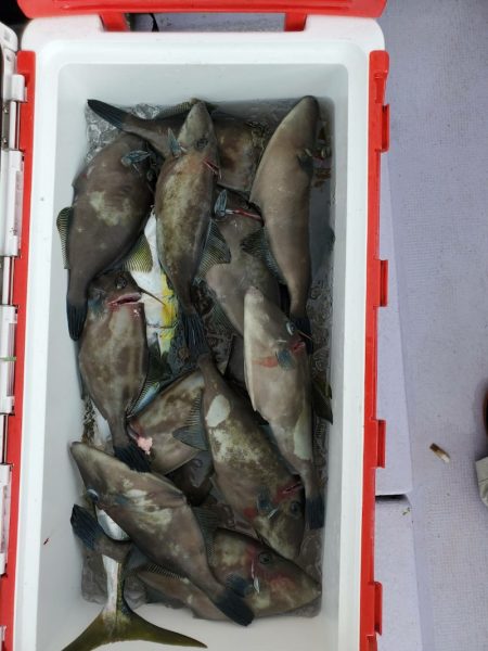 海龍丸(石川) 釣果