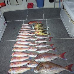 ARCADIAⅡ (アルカディアⅡ) 釣果