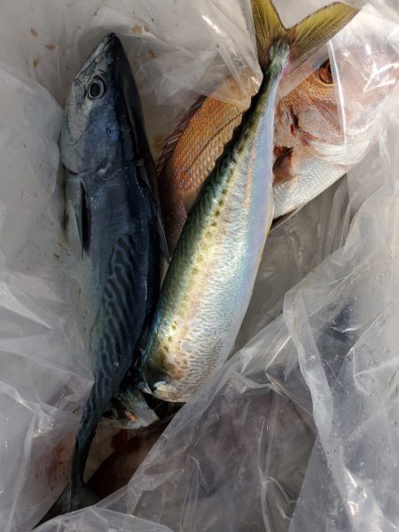 富士丸 釣果