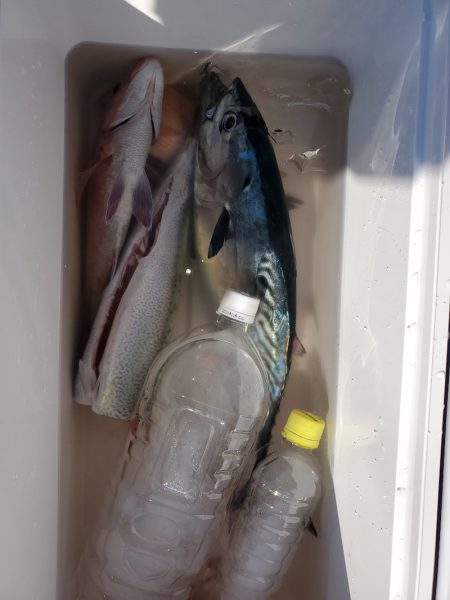 富士丸 釣果