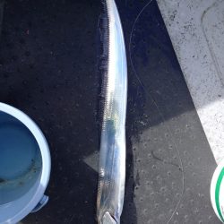 第二龍勢丸 釣果