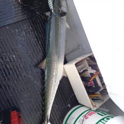 第二龍勢丸 釣果