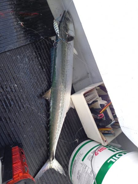 第二龍勢丸 釣果