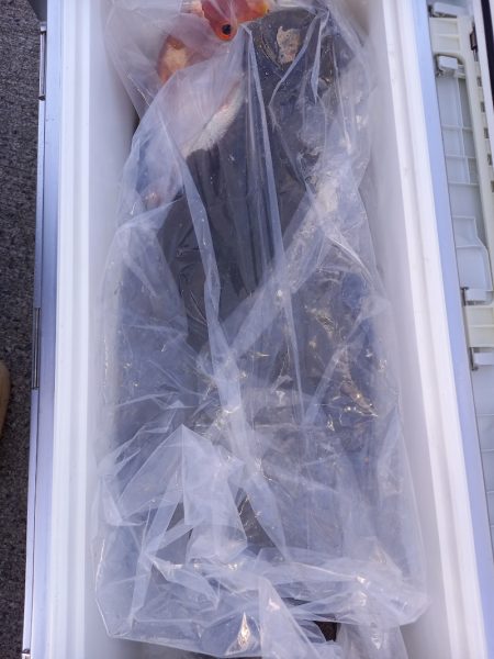 第二龍勢丸 釣果