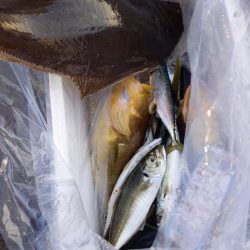 第二龍勢丸 釣果