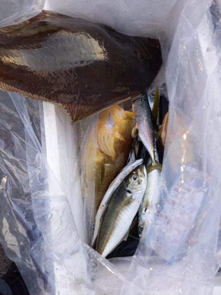 第二龍勢丸 釣果