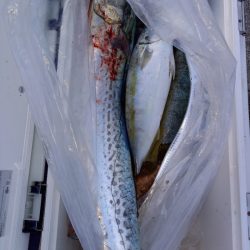 第二龍勢丸 釣果