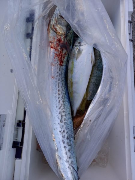 第二龍勢丸 釣果