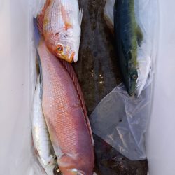 第二龍勢丸 釣果