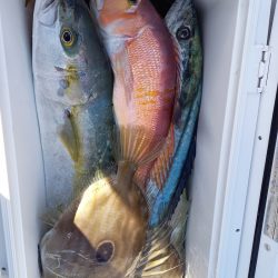 アマテラス 釣果