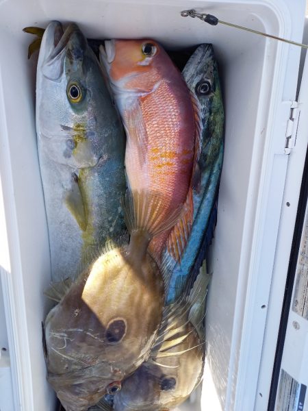 アマテラス 釣果