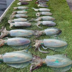 ブルースフィッシングサービス 釣果