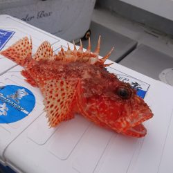 エンペラー 釣果