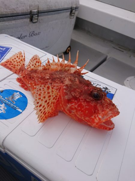 エンペラー 釣果