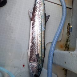 アマテラス 釣果