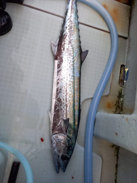 アマテラス 釣果