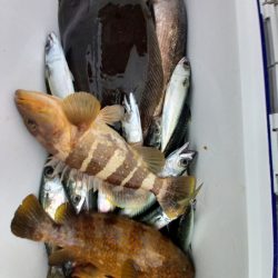 第二龍勢丸 釣果