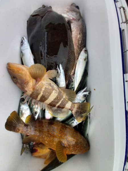 第二龍勢丸 釣果