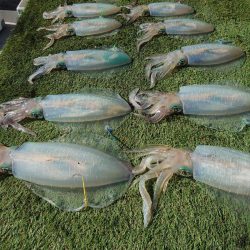 ブルースフィッシングサービス 釣果