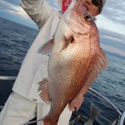 シーライオン 釣果