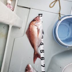 シーライオン 釣果