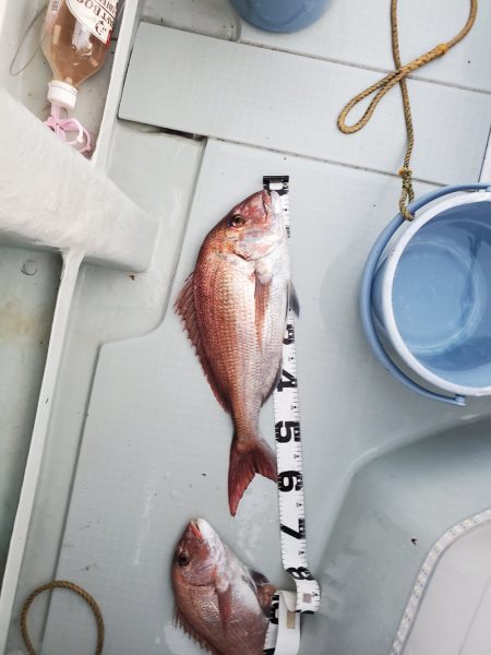 シーライオン 釣果