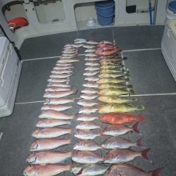 ARCADIAⅡ （アルカディアⅡ） 釣果