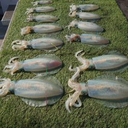 ブルースフィッシングサービス 釣果