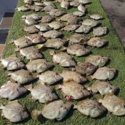 ブルースフィッシングサービス 釣果