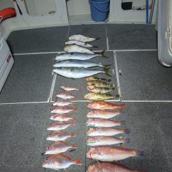 ARCADIAⅡ (アルカディアⅡ) 釣果