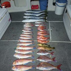 ARCADIAⅡ (アルカディアⅡ) 釣果