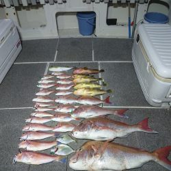 ARCADIAⅡ (アルカディアⅡ) 釣果