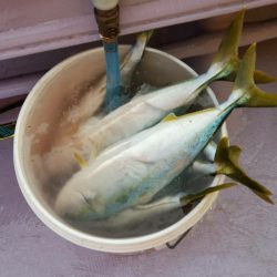 海龍丸（石川） 釣果