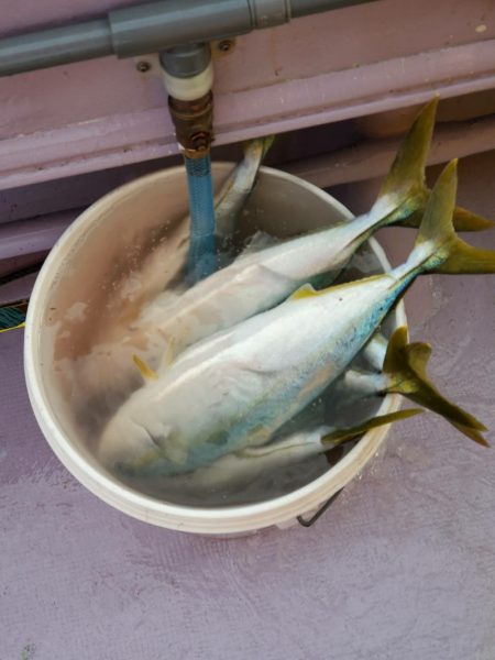 海龍丸（石川） 釣果