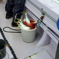 海龍丸（石川） 釣果