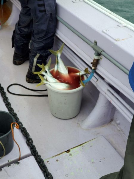 海龍丸（石川） 釣果