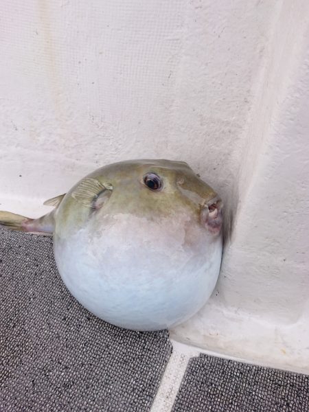 ARCADIAⅡ （アルカディアⅡ） 釣果