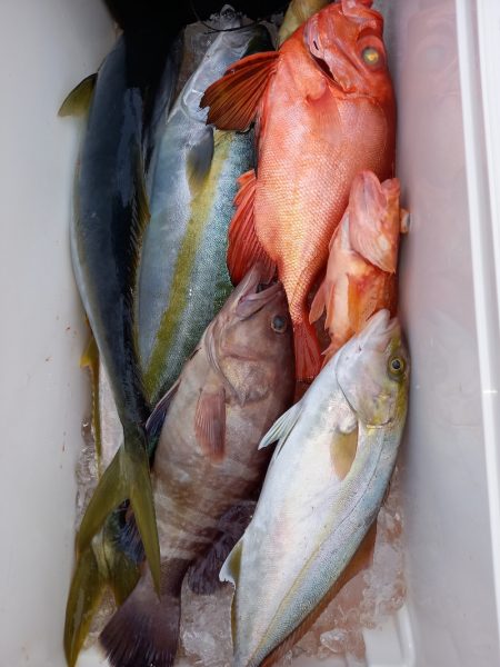 第二龍勢丸 釣果